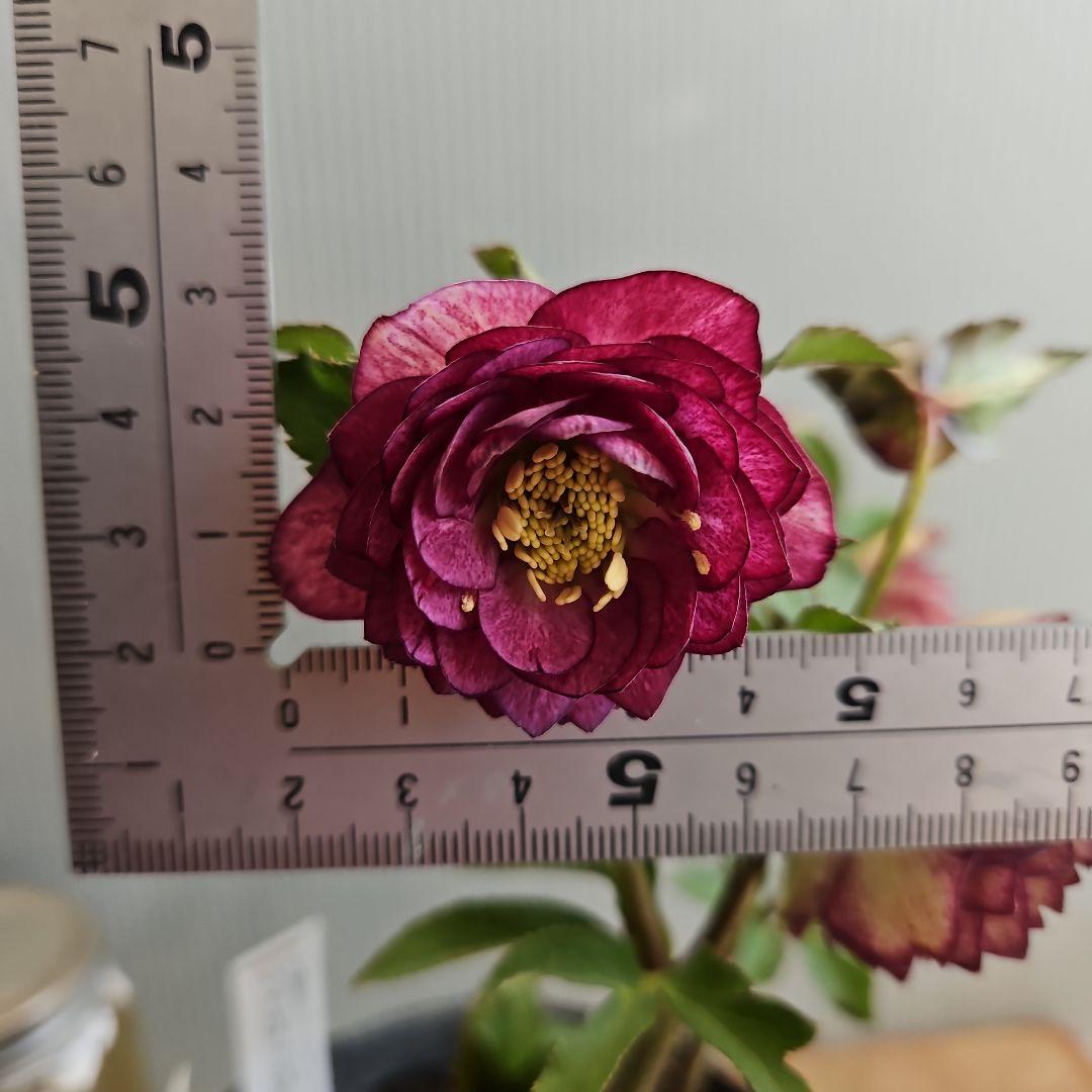 ㉖-373クリスマスローズ