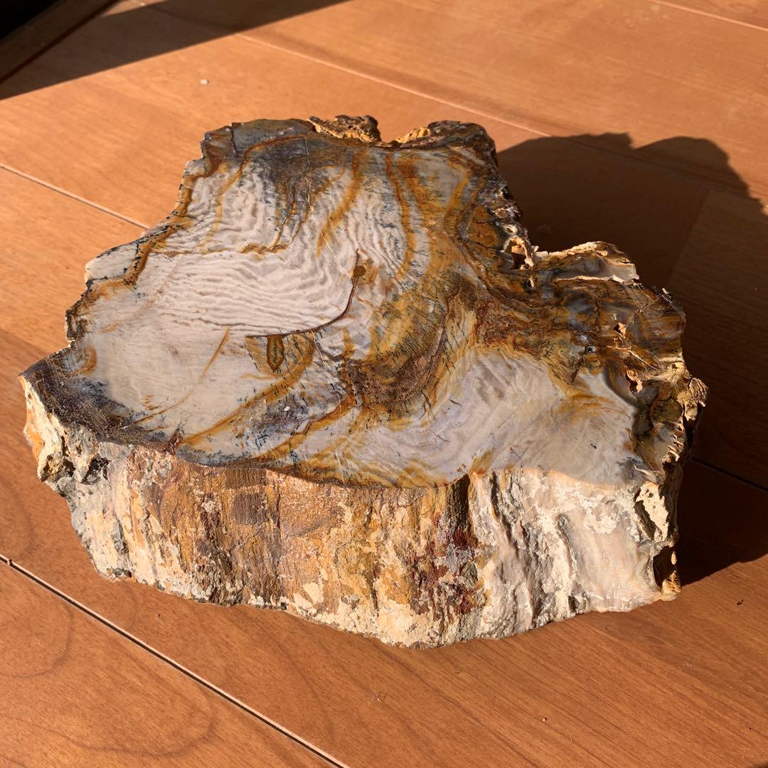 珪化木　大きい　20×17×5.5ほど