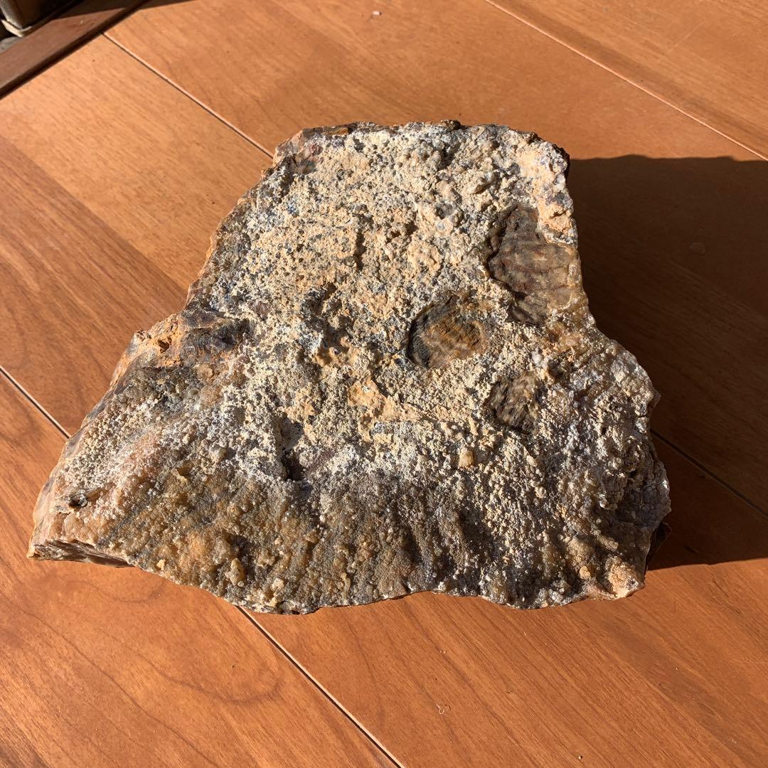 珪化木　大きい　20×17×5.5ほど