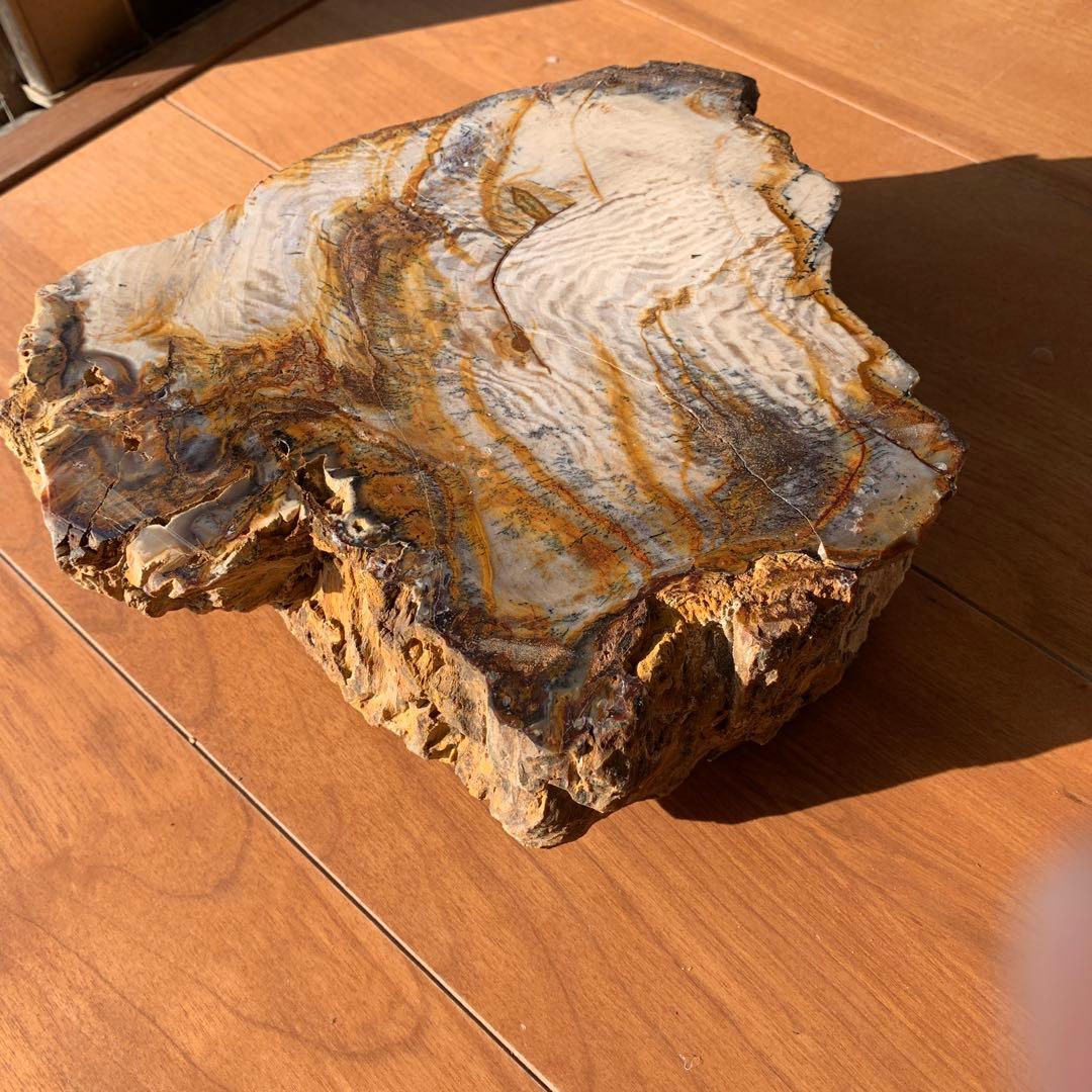 珪化木　大きい　20×17×5.5ほど