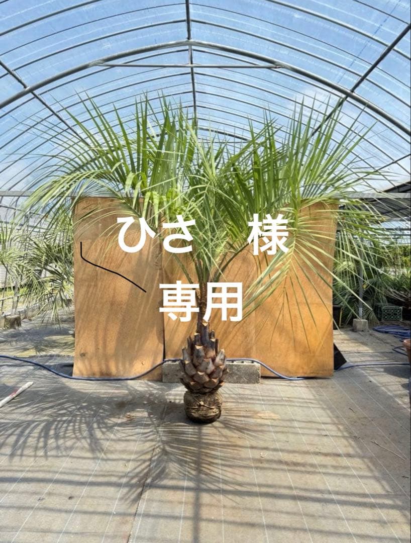 ココスヤシシルバーリーフ【極太】葉先230cm幹回り110cm 幹高50cm