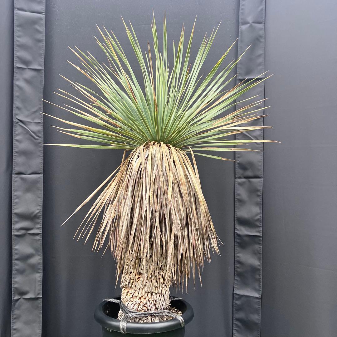 ユッカ　ロストラータ　メキシコ産　発根済