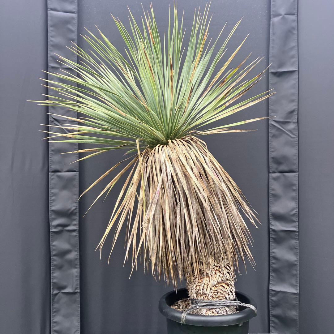 ユッカ　ロストラータ　メキシコ産　発根済