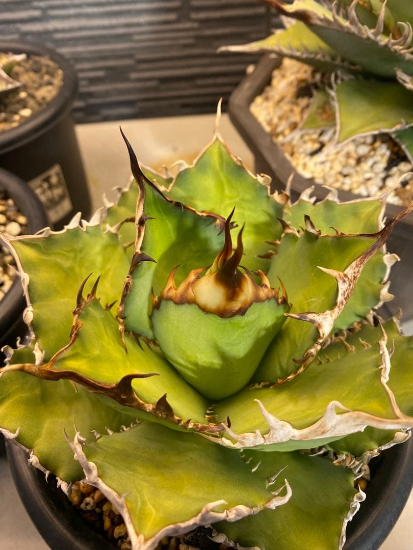 アガベ　オテロイ　実生