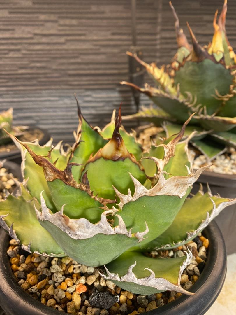 アガベ　オテロイ　実生