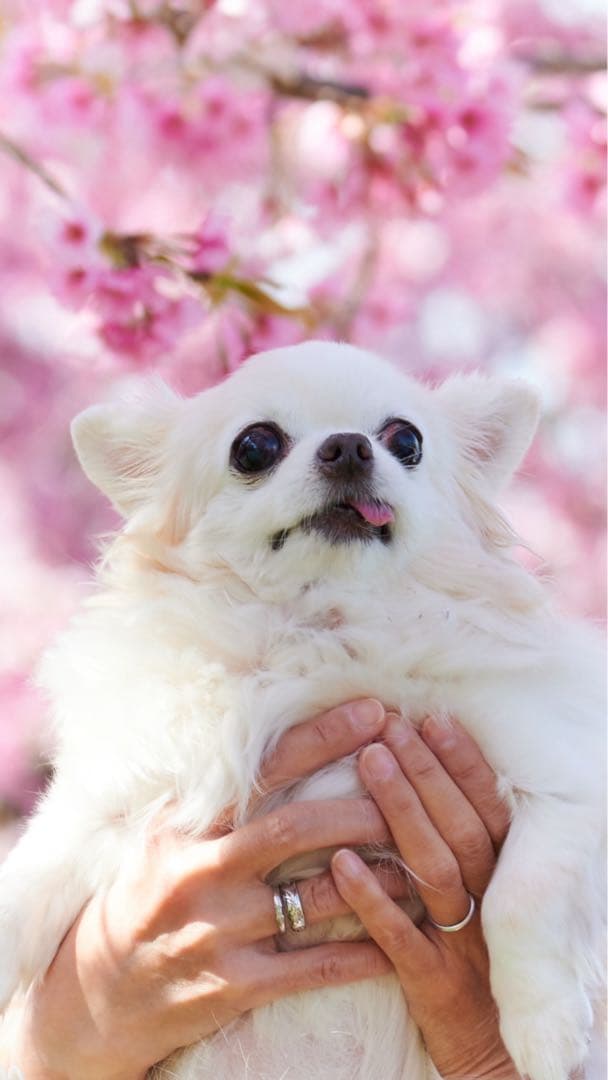 画像確認用　顔