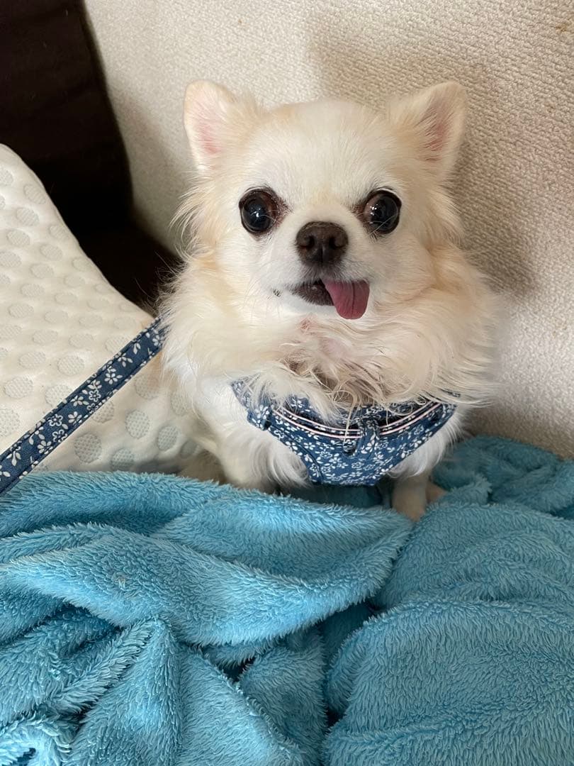 画像確認用　顔