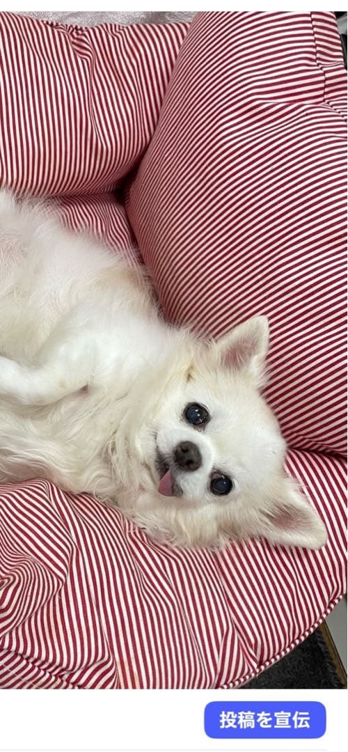 画像確認用　顔