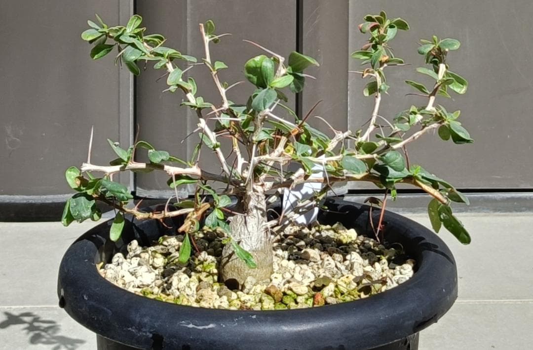 フォークイエリア コルムナリス 観峰玉　№7