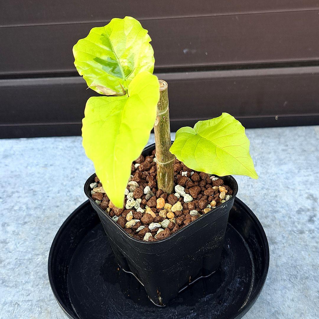 流通皆無‼️✩.*˚ウンベラータ 斑入り ✩.*˚ 2