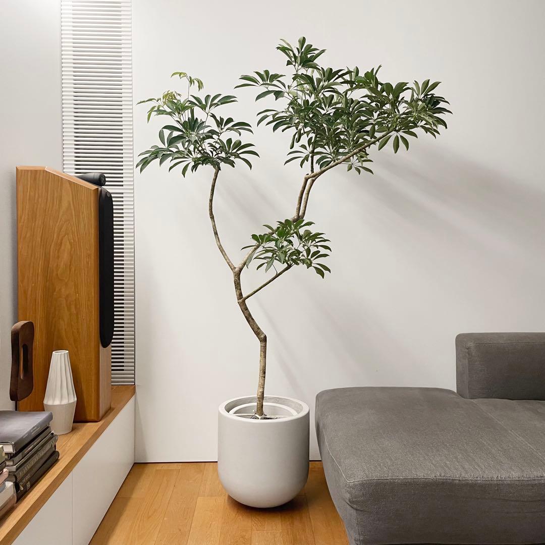 シェフレラ 190cm 10号