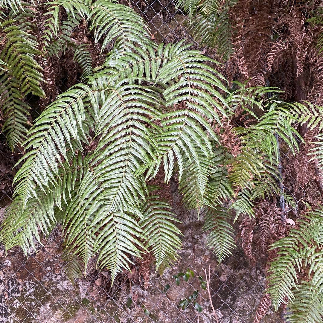 50-60cm目安　巨大ウラジロ　100枚目安+予備　鏡餅　しめ縄　正月飾り