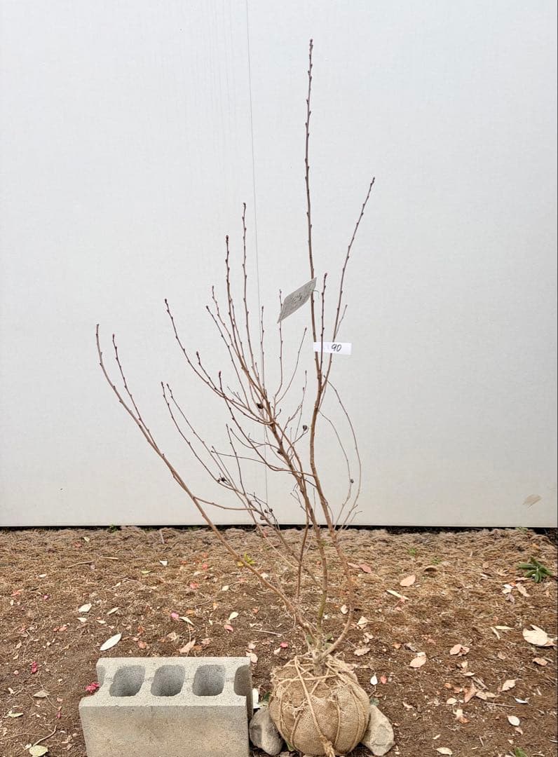 リキュウバイ /90