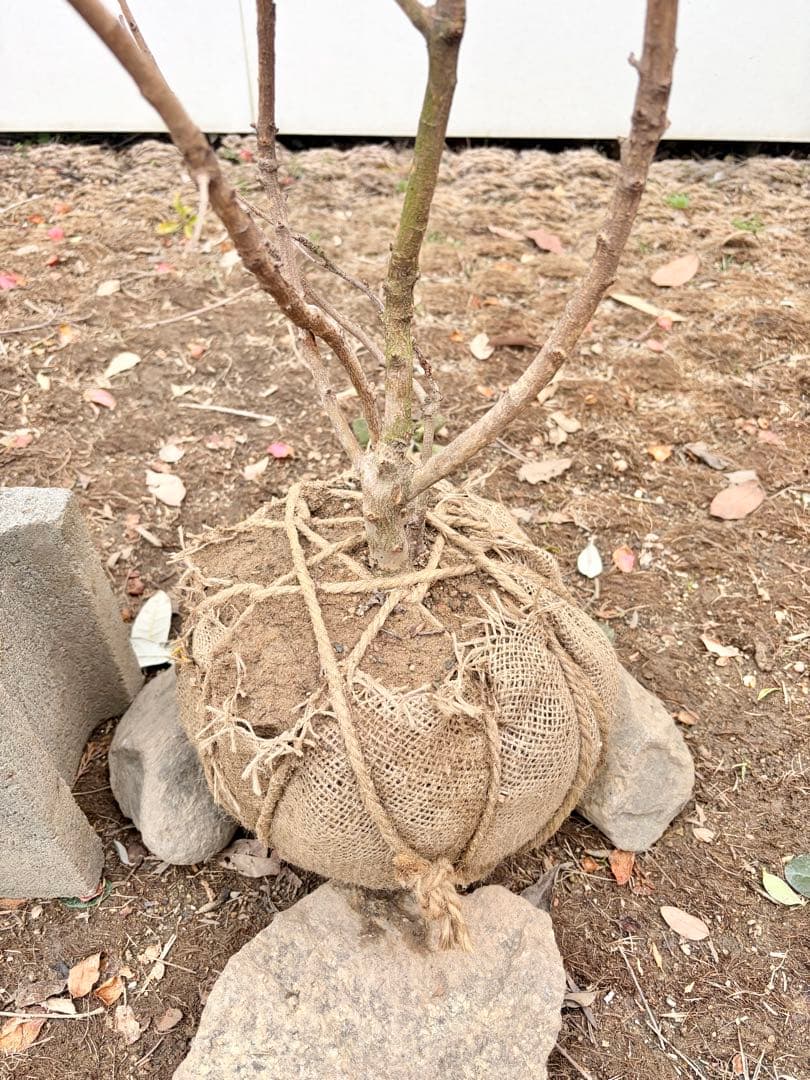 リキュウバイ /90