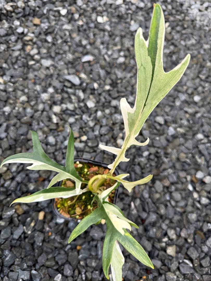 超絶希少 フィロデンドロン　トータム　アルボ斑入り