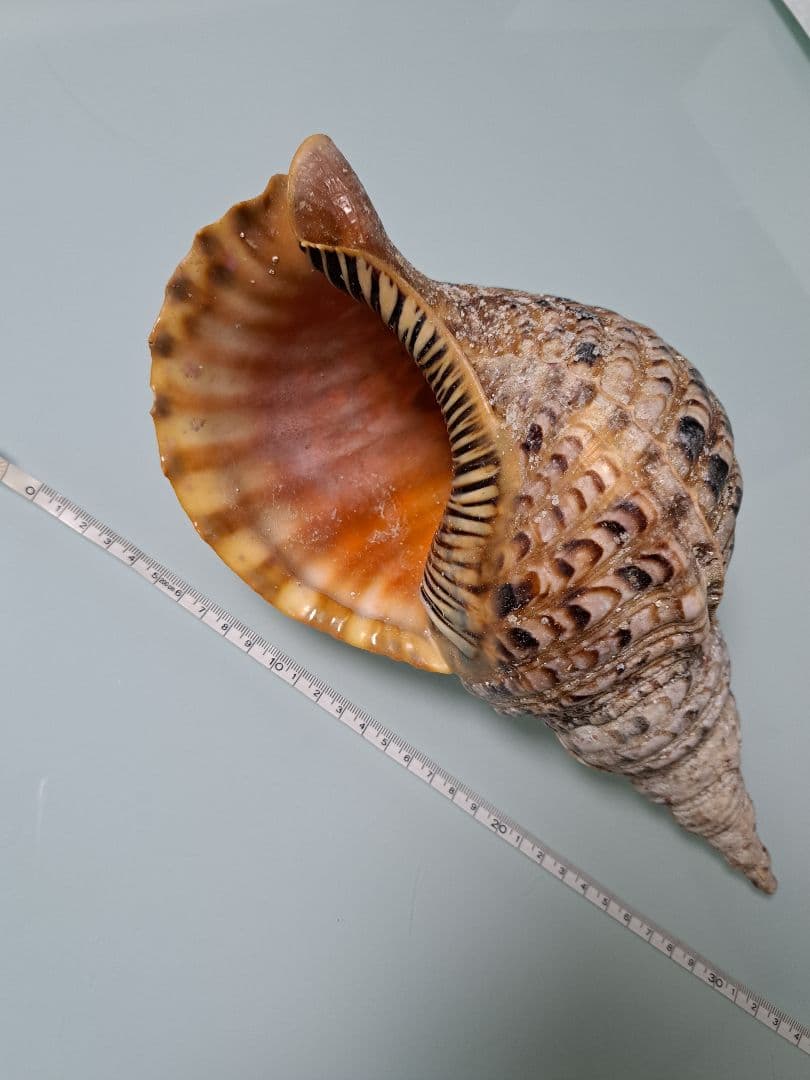 沖縄県産☆天然法螺貝