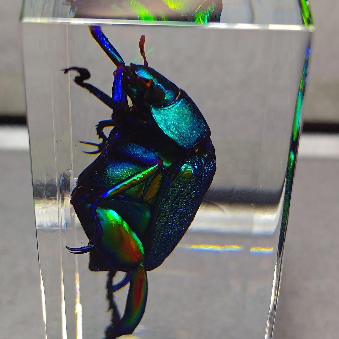 コガネムシ レジン封入標本