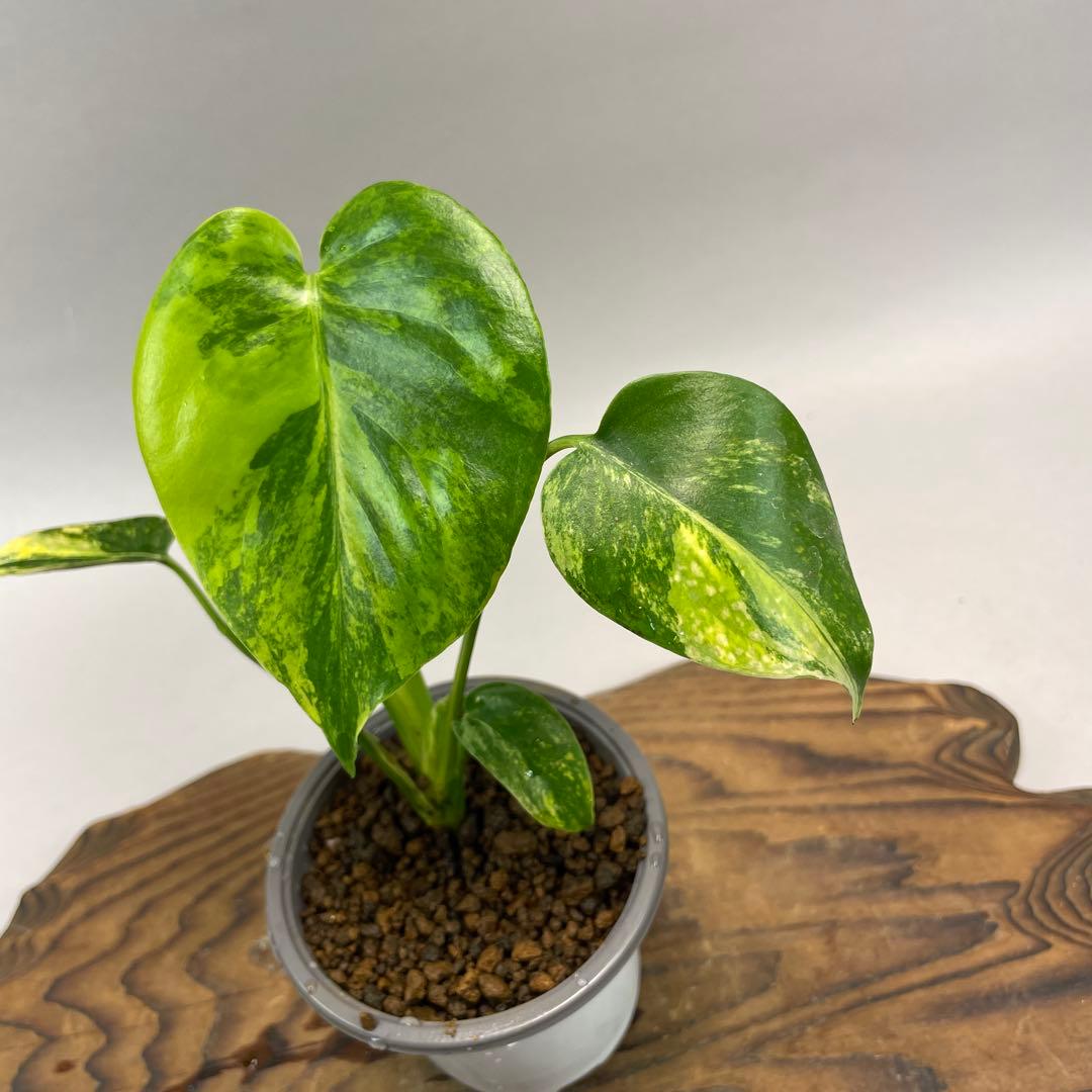 ま*8様 モンステラデリシオーサ イエローマリリン lsw007