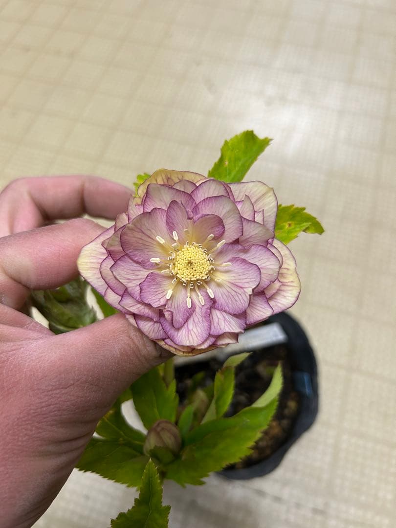 ピンクグラデーションゴールド 加藤農園 クリスマスローズ 同梱可能