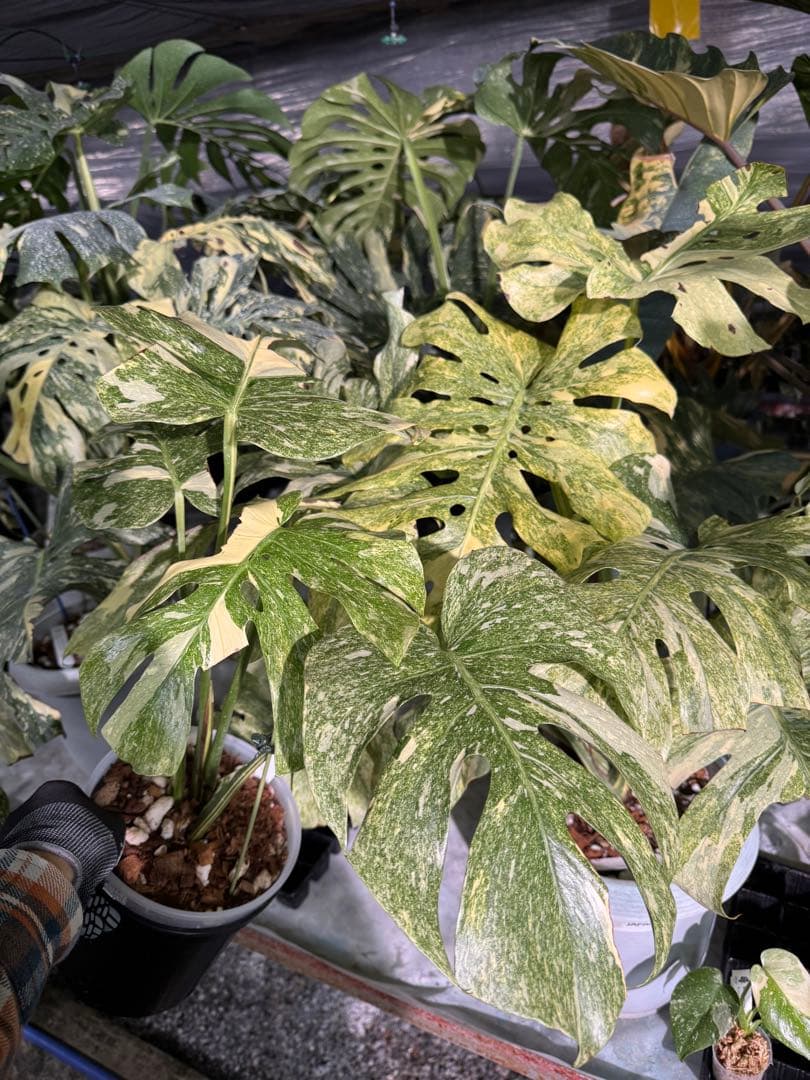 6-1モンステラ　レガシー　美斑入り　送料無料