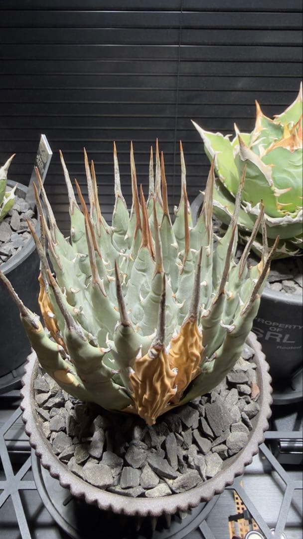 エボリスピナ　現地球　抜き苗発送