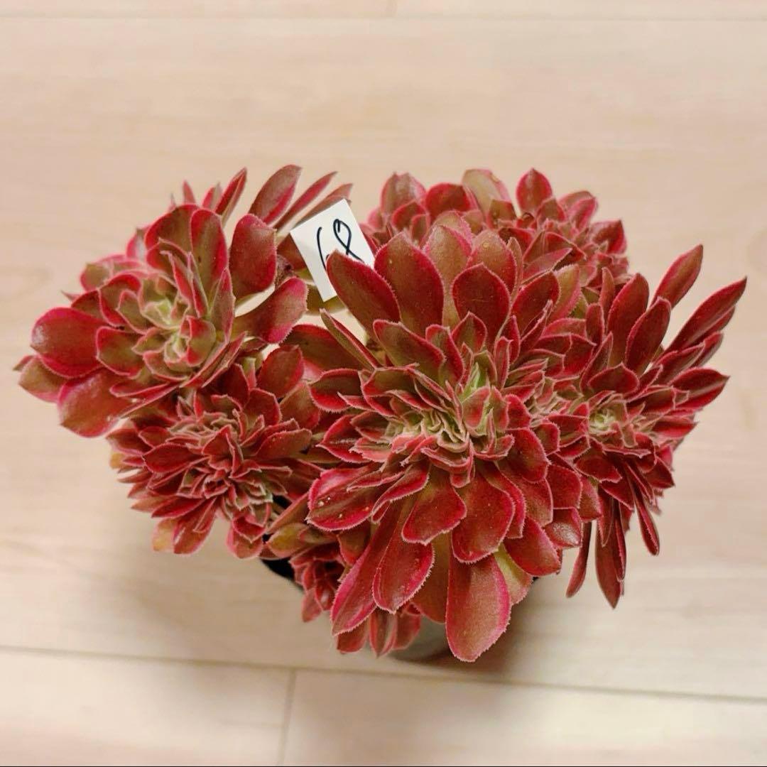 68#多肉植物アエオニウム錦❤️ピンクウィッチセッカ❤️16cm 拔き苗