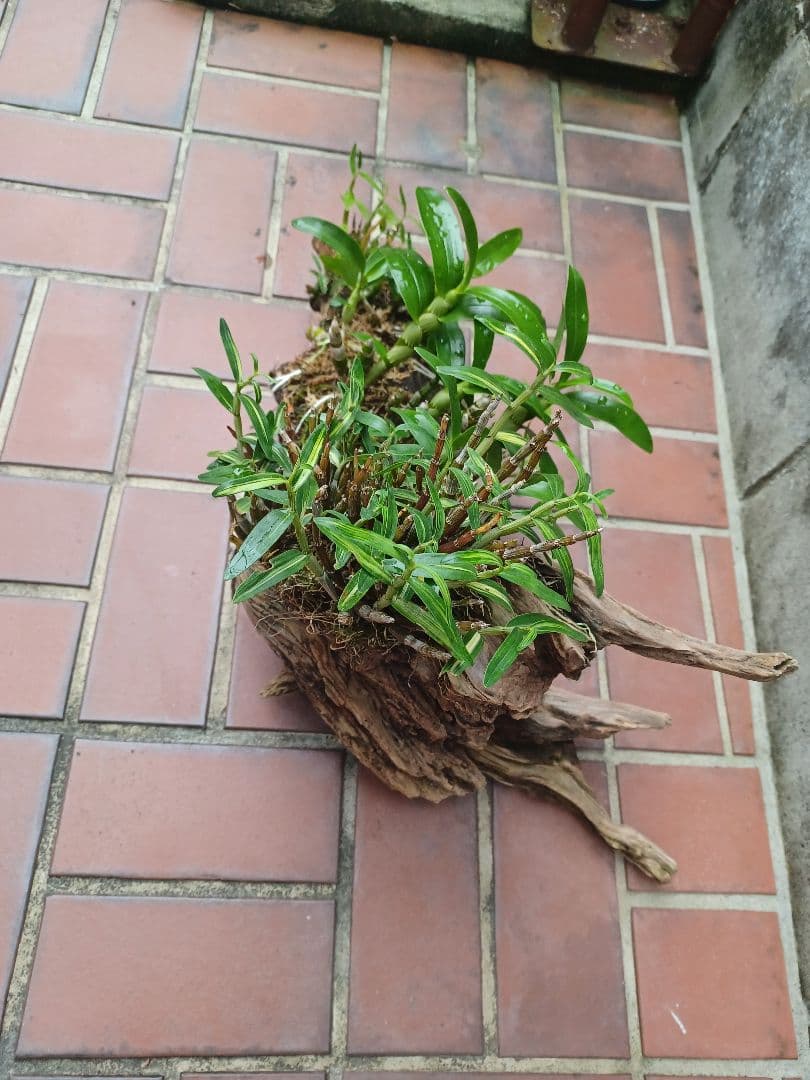 長生蘭・セッコク・デンドロビューム【流木付け】