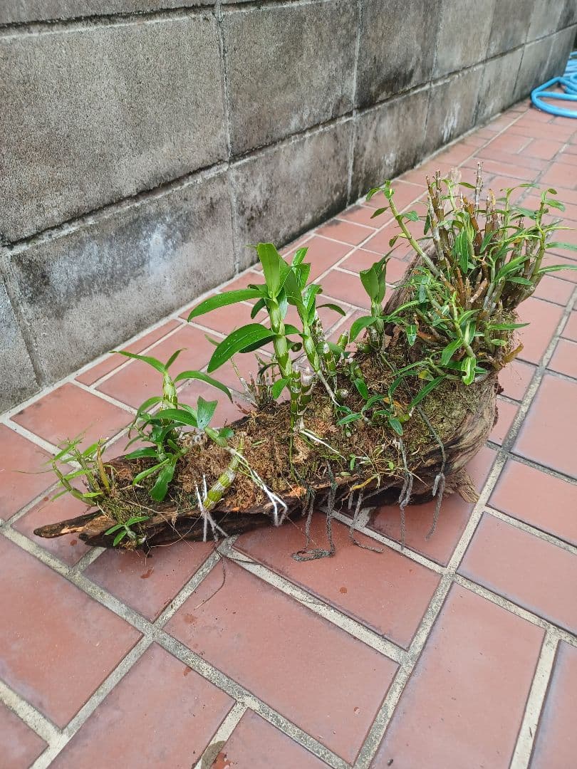 長生蘭・セッコク・デンドロビューム【流木付け】