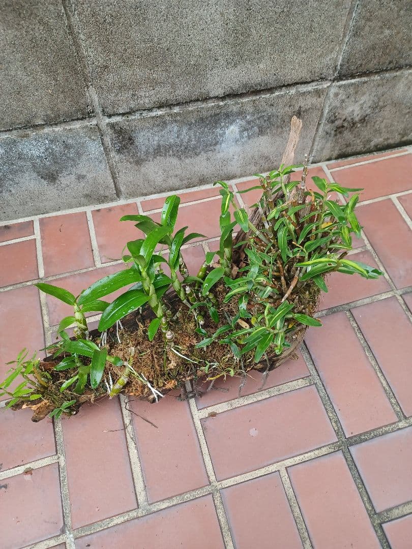 長生蘭・セッコク・デンドロビューム【流木付け】