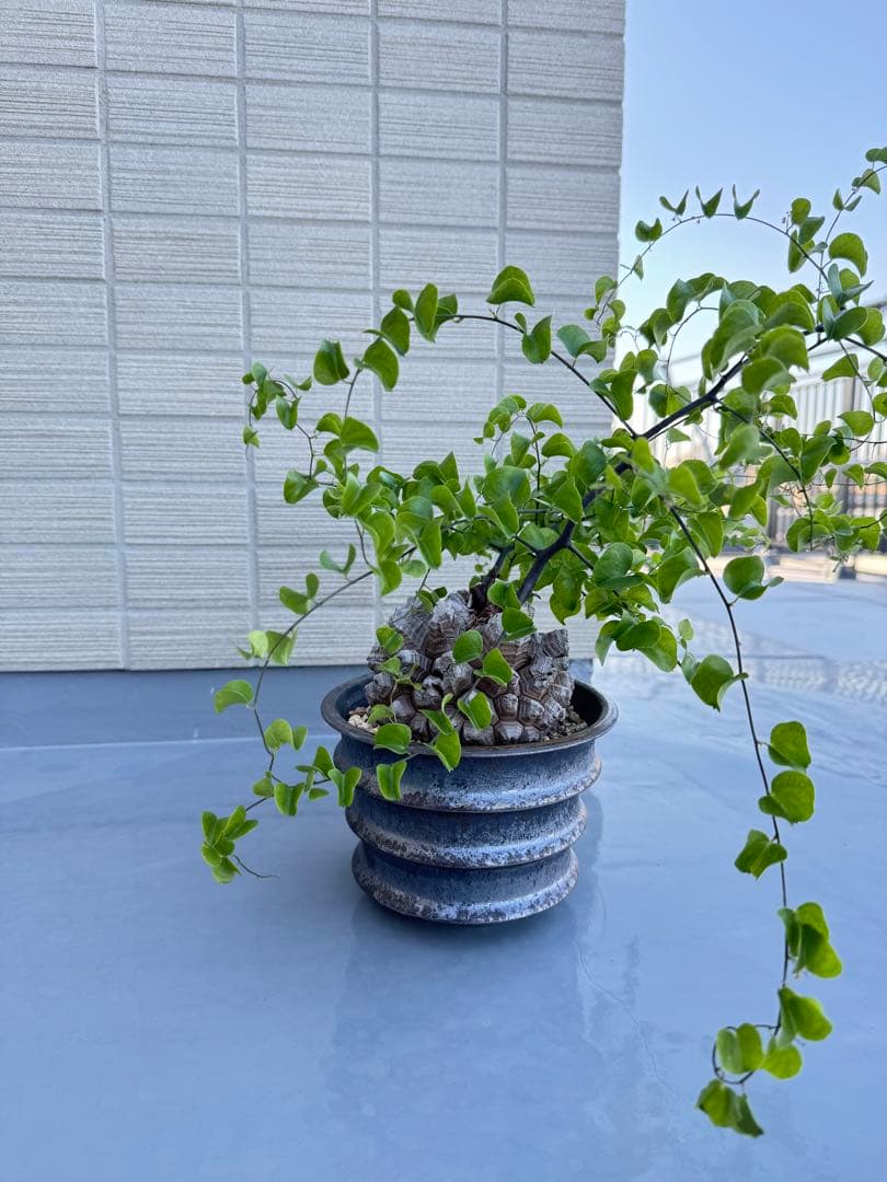 rawlifefactory ローライフファクトリー 長谷川亀甲竜