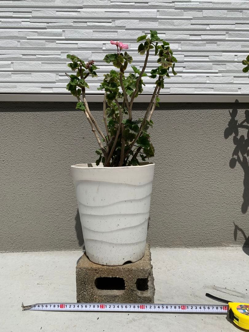 植木　ゼラニウム　花言葉（決意　決心　約束