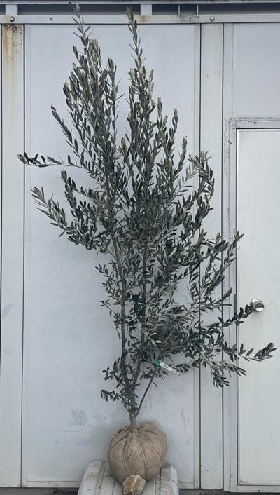 《現品》オリーブの木　シプレシーノ 樹高1.9ｍ（根鉢含まず）189【苗木/庭木