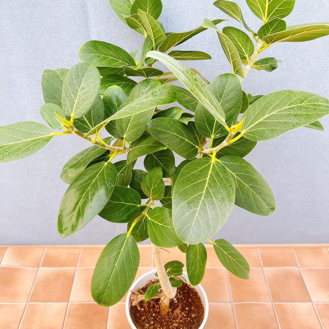 現品　フィカス　ゴムの木　ベンガレンシス　② 曲り　インテリアグリーン　観葉植物