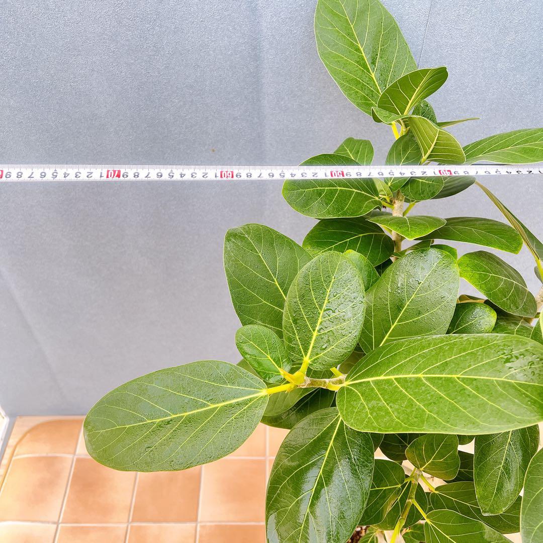 現品　フィカス　ゴムの木　ベンガレンシス　② 曲り　インテリアグリーン　観葉植物