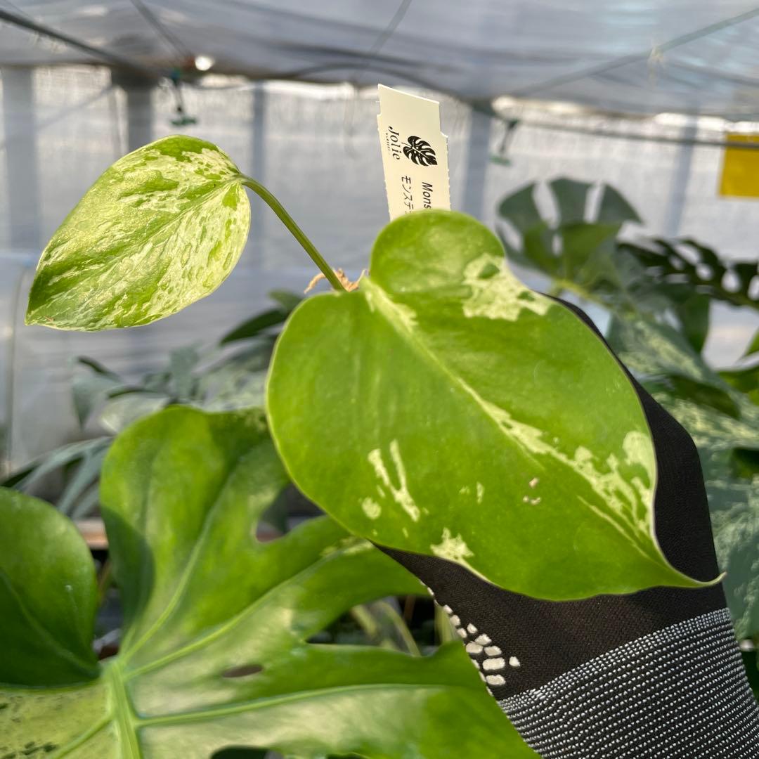 MB23モンステラ　デリシオーサ　ベトシオーサ　2寸ポリポット　ネコポス発送