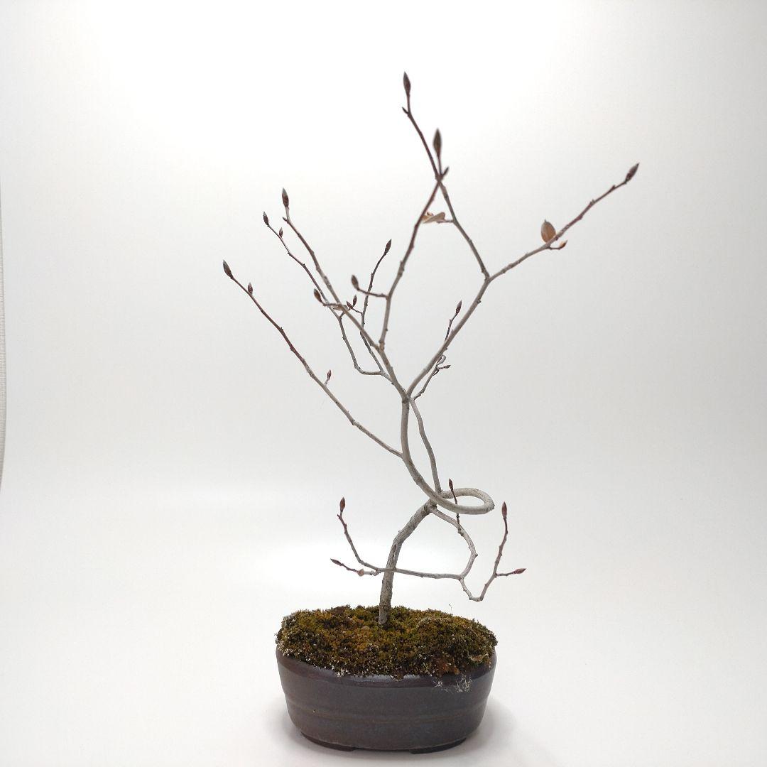 寒樹ヤマコウバシ盆栽 SS015