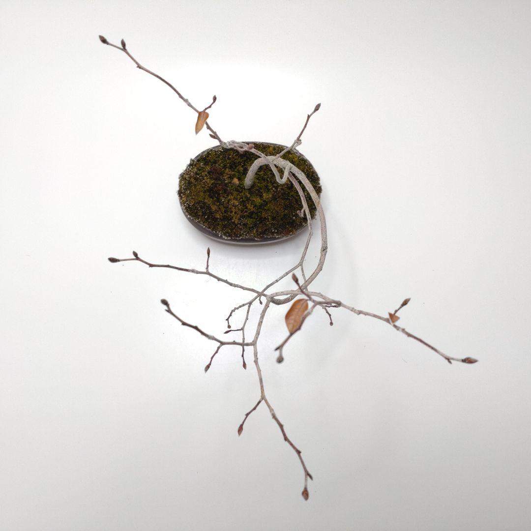 寒樹ヤマコウバシ盆栽 SS015