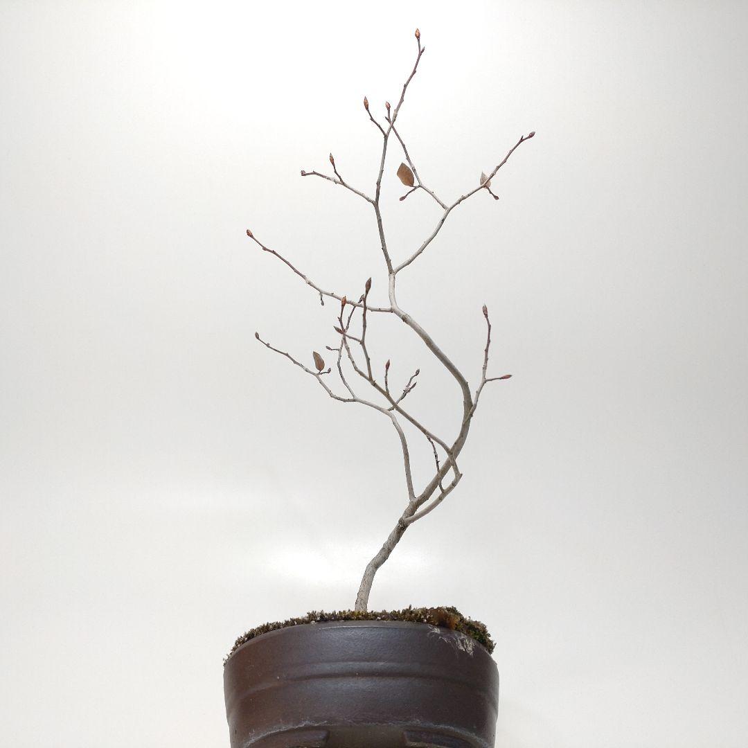 寒樹ヤマコウバシ盆栽 SS015