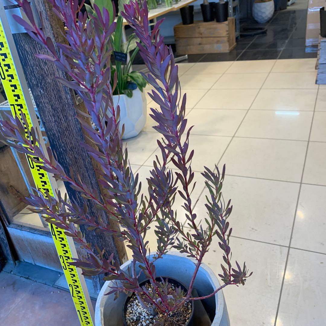 リューカデンドロン エイミー ファイバー鉢