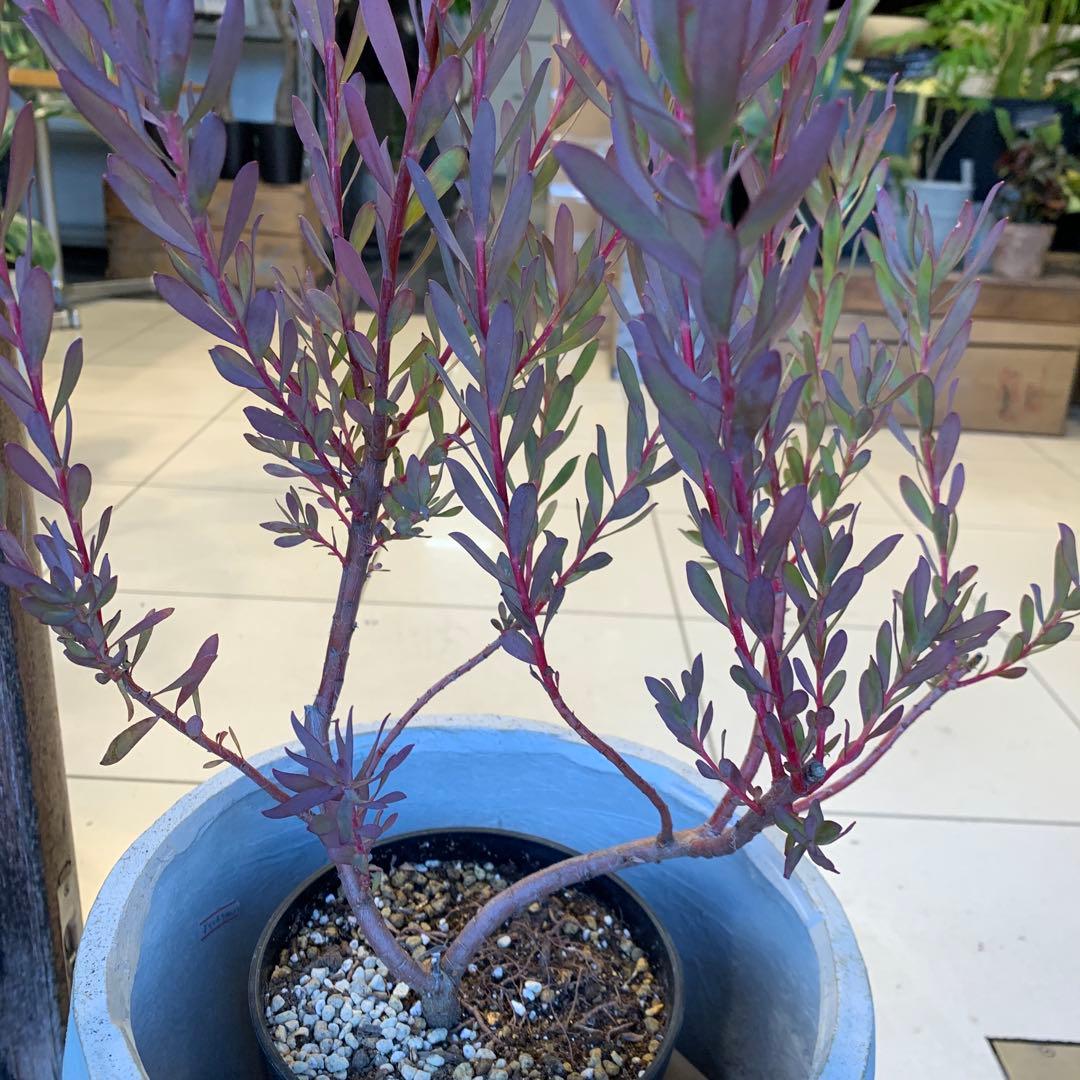 リューカデンドロン エイミー ファイバー鉢