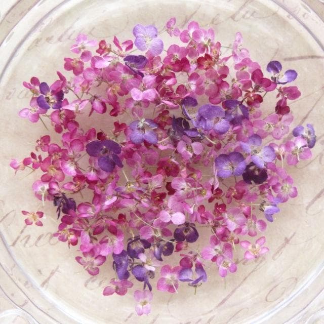 にゃーにゃ様◆ちょっと訳あり【ドライフラワー】アリッサム （ 812 ）