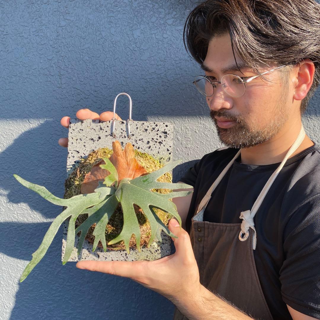 ビカクシダ・バクテリア　胞子培養株　【ペトペンチア】