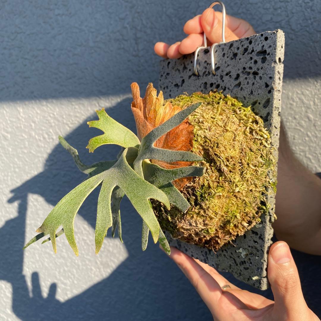 ビカクシダ・バクテリア　胞子培養株　【ペトペンチア】