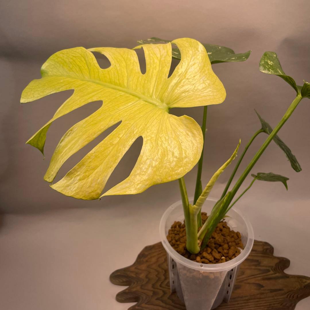 a105ホワイトモンスター 天津蘭 モンステラ斑入り