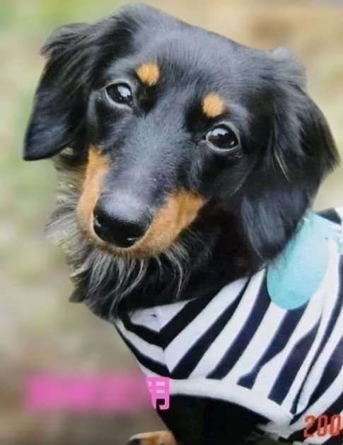 wakoです　トールペイント作品　似顔絵