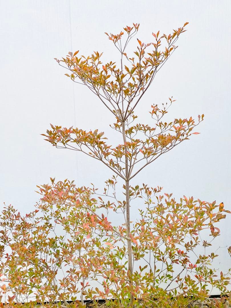 山採りドウダンツツジ　白花/817