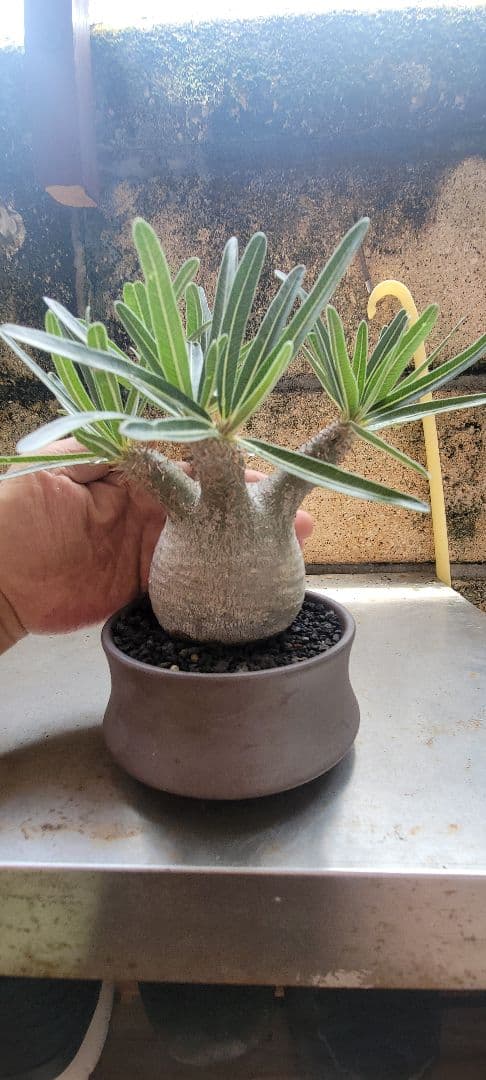 パキポディウム.グラキリス　現地株　まん丸極上