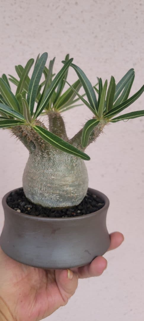 パキポディウム.グラキリス　現地株　まん丸極上