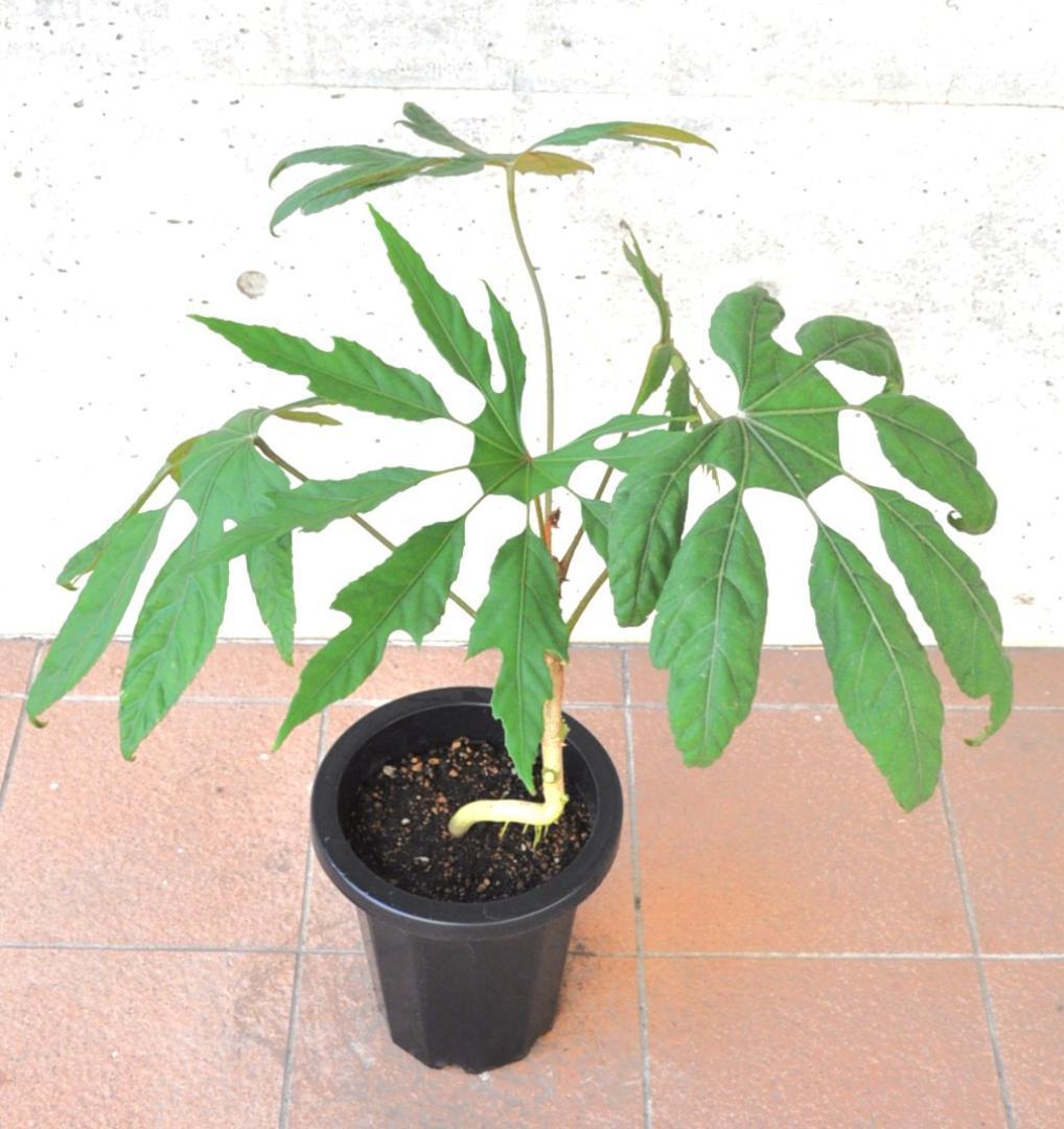 トレベシア 8号 78cm