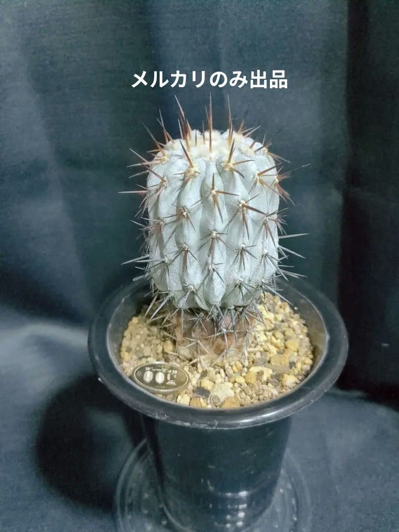 現地球 Copiapoa　コピアポア シネレア　黒王丸　自根